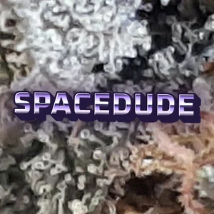 Spacedude Cannabis Strain