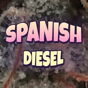 Spanish Diesel Cannabis Strain
