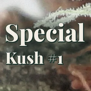 Special Kush #1 Cannabis Strain