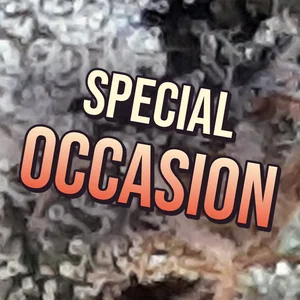 Special Occasion Cannabis Strain