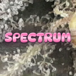 Spectrum Cannabis Strain