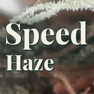 Speed Haze Cannabis Strain