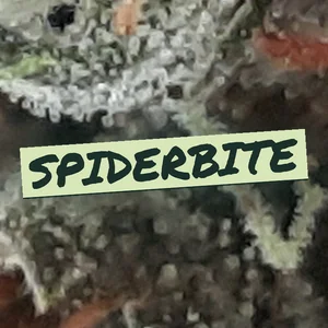 Spiderbite Cannabis Strain