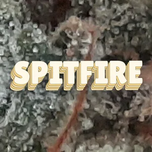 Spitfire Cannabis Strain