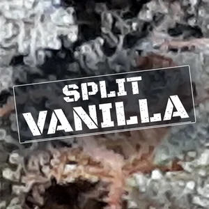 Split Vanilla Cannabis Strain