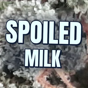 Spoiled Milk Cannabis Strain