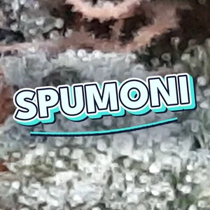 Spumoni Cannabis Strain