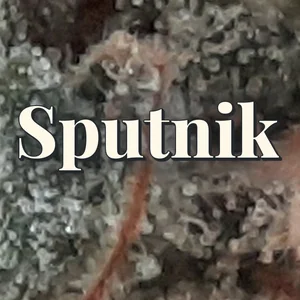 Sputnik Cannabis Strain