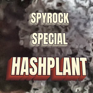 Spyrock Special HashPlant Cannabis Strain