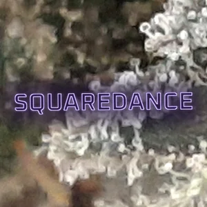 Squaredance Cannabis Strain