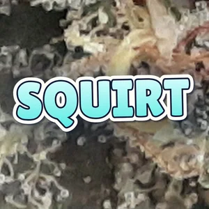 Squirt Cannabis Strain