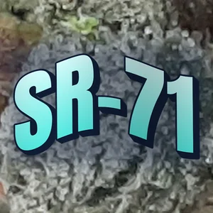 SR-71 Cannabis Strain