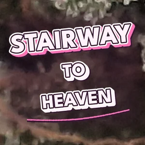 Stairway to Heaven Cannabis Strain