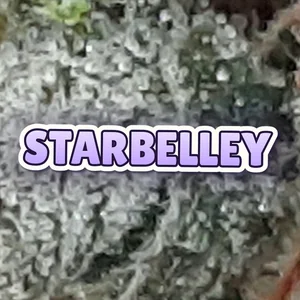 Starbelley Cannabis Strain