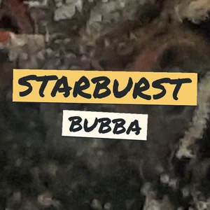 Starburst Bubba Cannabis Strain