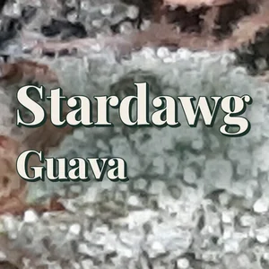 Stardawg Guava Cannabis Strain