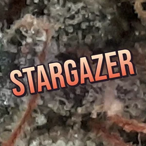 Stargazer Cannabis Strain