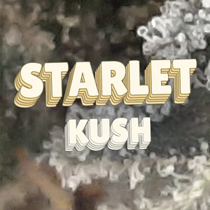 Starlet Kush Cannabis Strain