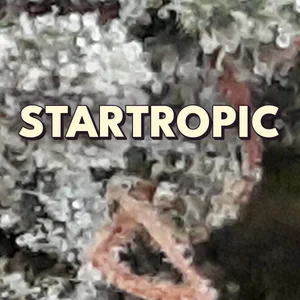 Startropic Cannabis Strain