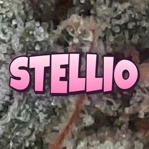 Stellio Cannabis Strain
