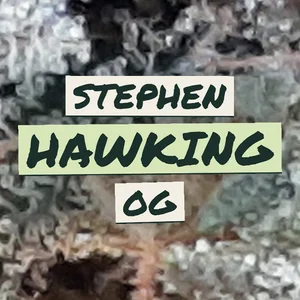 Stephen Hawking OG Cannabis Strain