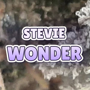 Stevie Wonder Cannabis Strain