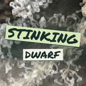Stinking Dwarf Cannabis Strain