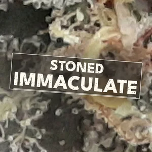 Stoned Immaculate Cannabis Strain