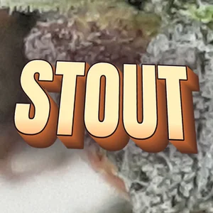 Stout Cannabis Strain
