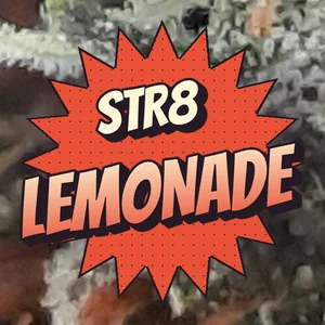 Str8 Lemonade Cannabis Strain