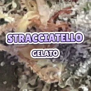 Stracciatello Gelato Cannabis Strain
