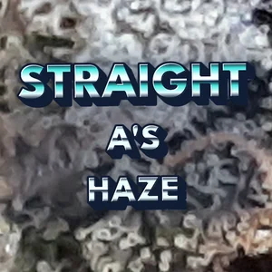 Straight A's Haze Cannabis Strain
