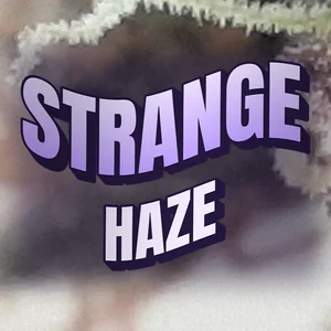Strange Haze Cannabis Strain
