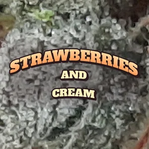 Strawberries and Cream Cannabis Strain
