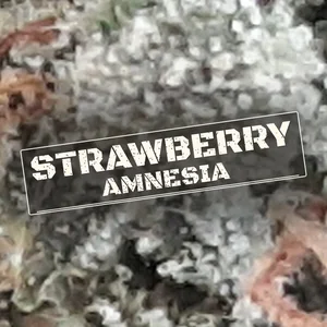 Strawberry Amnesia Cannabis Strain