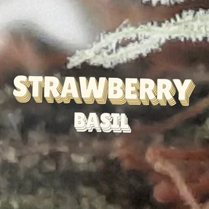 Strawberry Basil Cannabis Strain