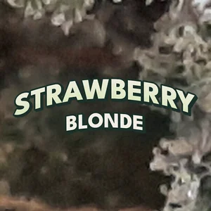 Strawberry Blonde Cannabis Strain