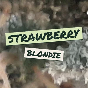 Strawberry Blondie Cannabis Strain
