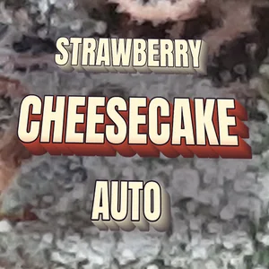 Strawberry Cheesecake Auto Cannabis Strain