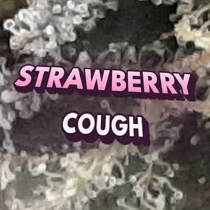Strawberry Cough Cannabis Strain