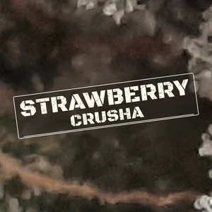 Strawberry Crusha Cannabis Strain