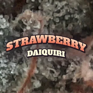 Strawberry Daiquiri Cannabis Strain