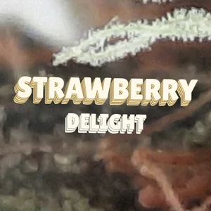 Strawberry Delight Cannabis Strain