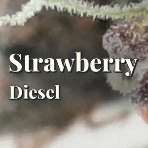 Strawberry Diesel Cannabis Strain