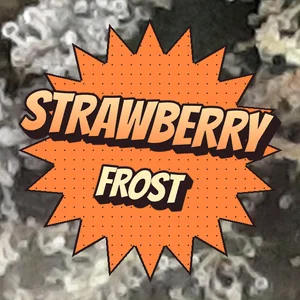 Strawberry Frost Cannabis Strain