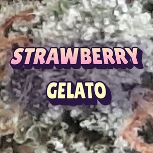 Strawberry Gelato Cannabis Strain