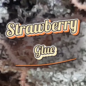 Strawberry Glue Cannabis Strain