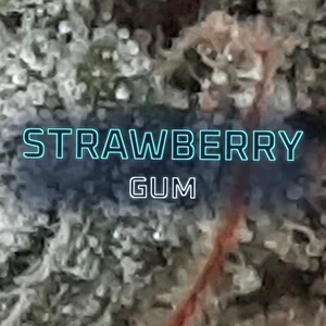 Strawberry Gum Cannabis Strain
