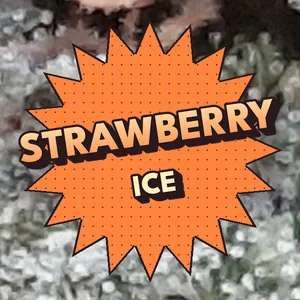 Strawberry Ice Cannabis Strain