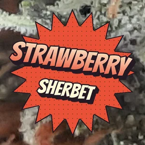 Strawberry Sherbet Cannabis Strain